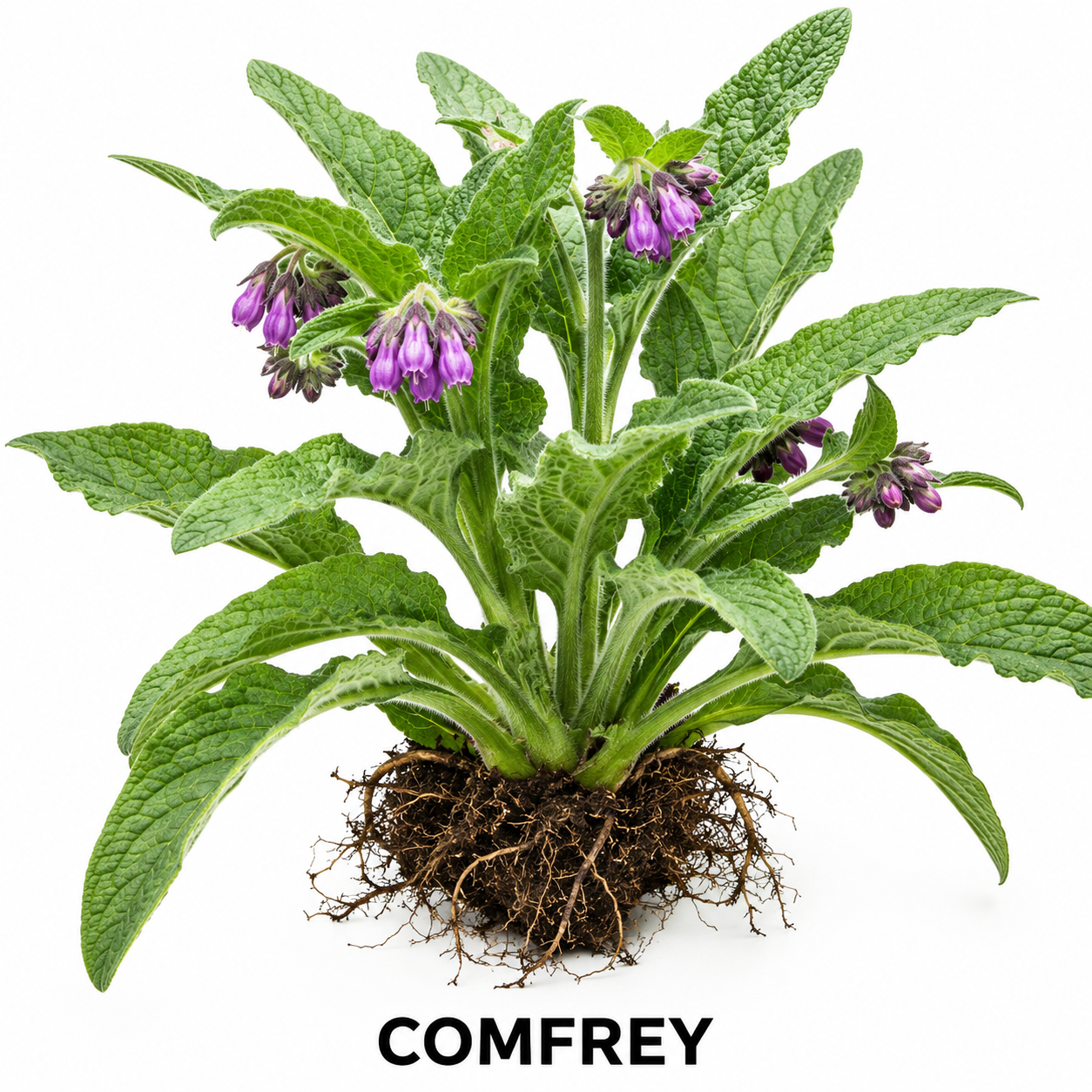 Comfrey