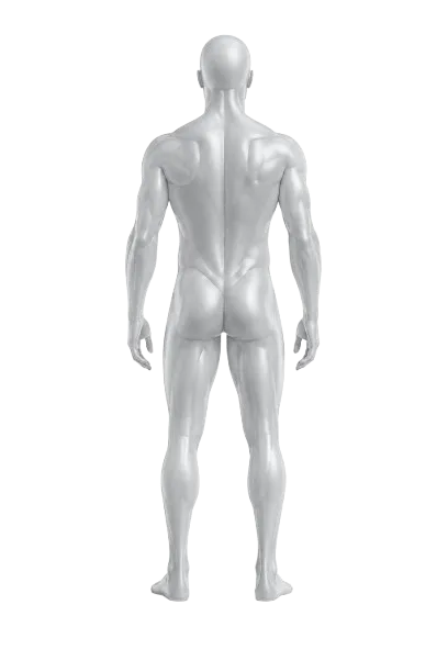 Maniquí anatómico, vista posterior