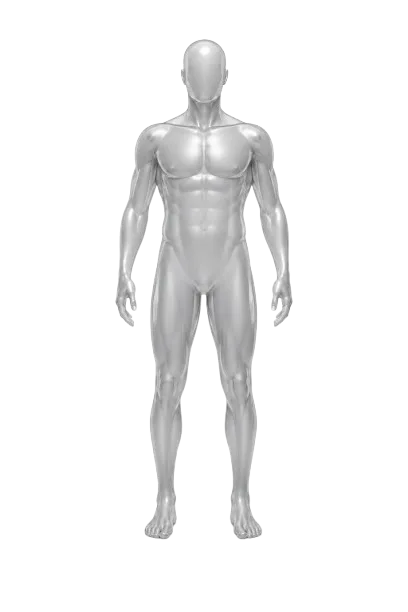 Maniquí anatómico, vista frontal